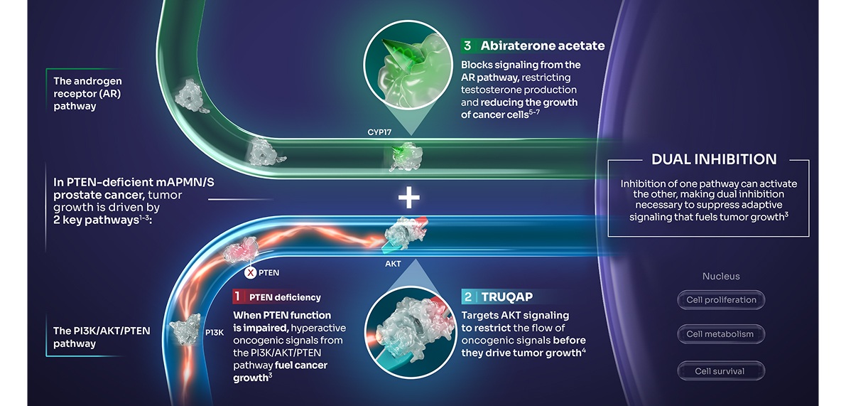 TRUQAP Mechanism of Action Within The PI3K/AKT/PTEN Pathway