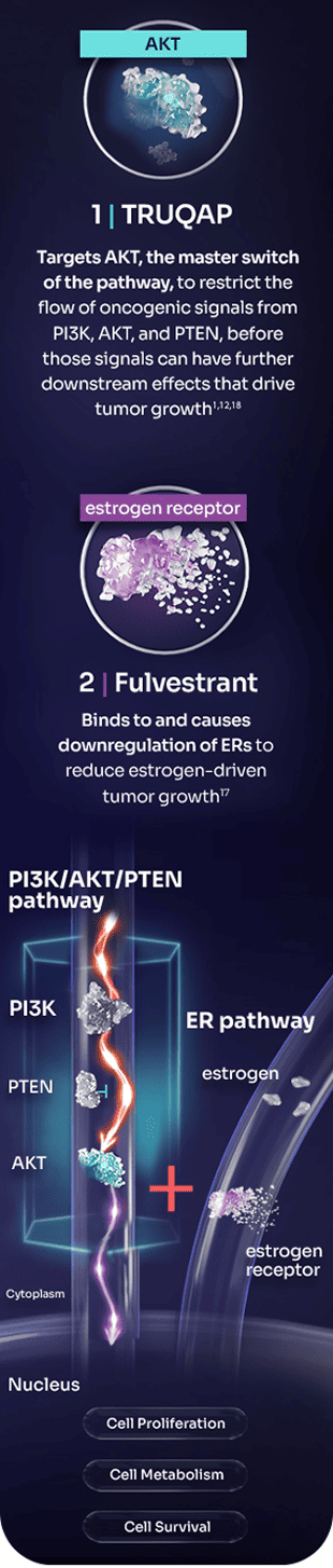 Preclinical Model of TRUQAP plus Fulvestrant