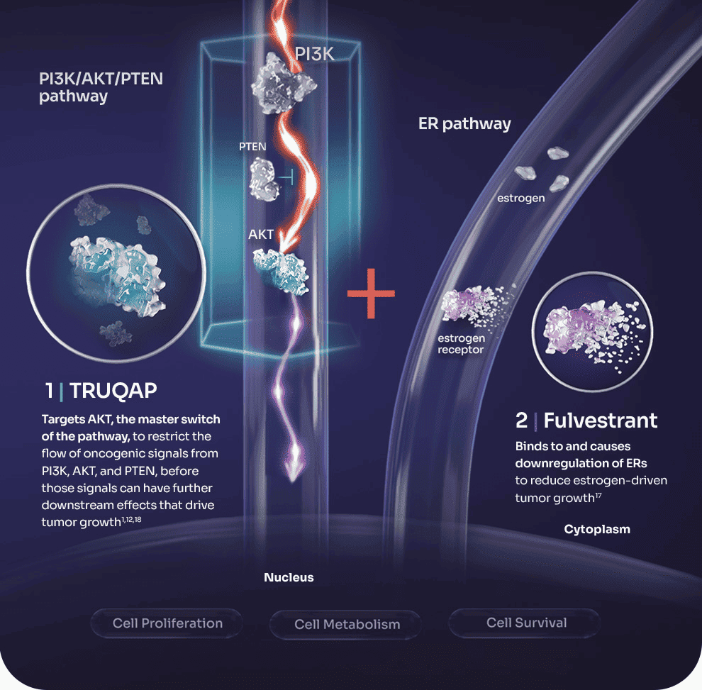 Preclinical Model of TRUQAP plus Fulvestrant